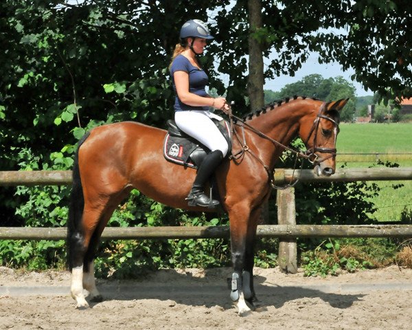 horse Stute von Light On (Westphalian, 2010, from Light On OLD)
