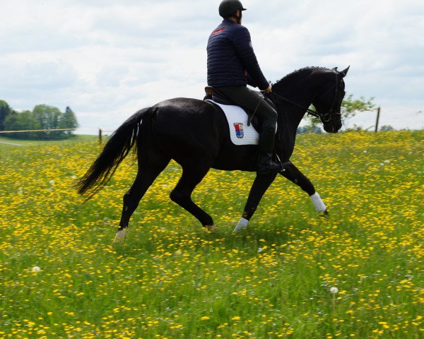 Dressurpferd Erlkönig 36 (Hannoveraner, 2010, von Escudo I)