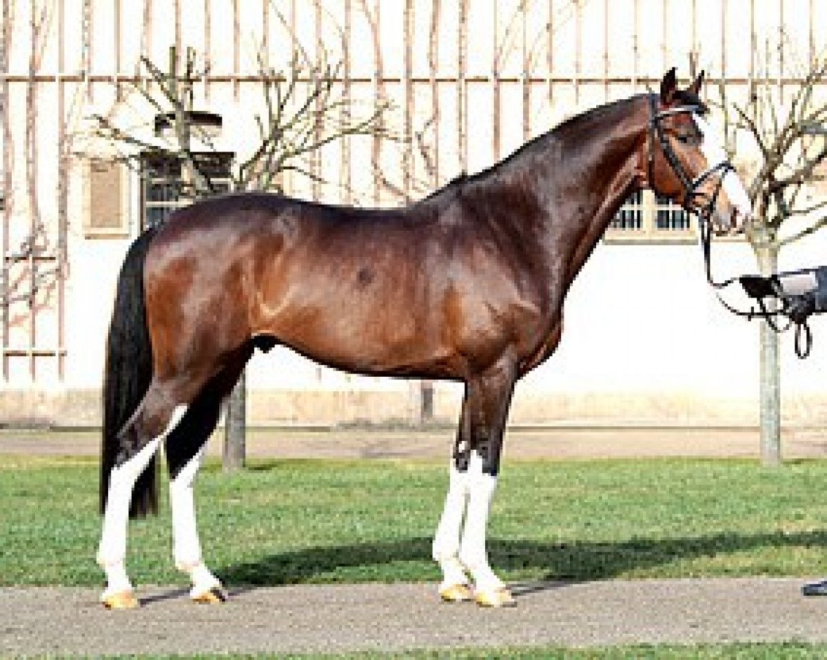 Deckhengst Peppermint Blue (Zweibrücker, 2012, von Plot Blue)