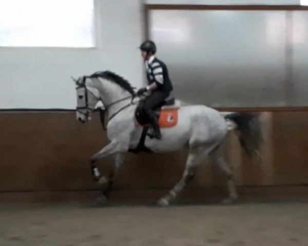 jumper Clooney L 2 (Westphalian, 2015, from Cayetano L)