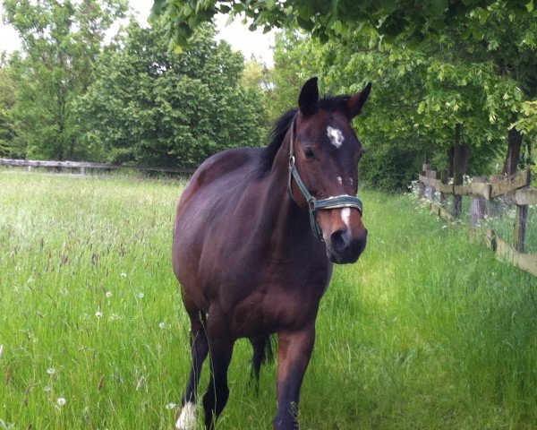 broodmare Grafenliebe (Hanoverian, 2005, from Graf Grannus)