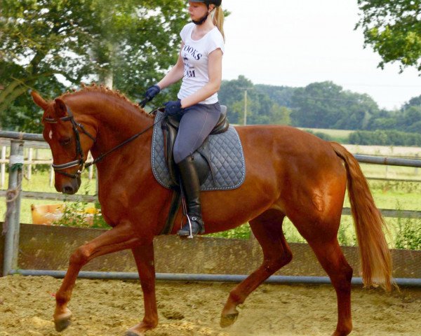 horse BeBe (Westphalian, 2010, from Blickpunkt 4)