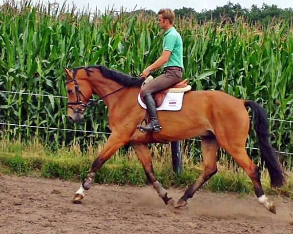 horse Wallach von Va-Vite (Belgian Warmblood, 2010, from Va-Vite)