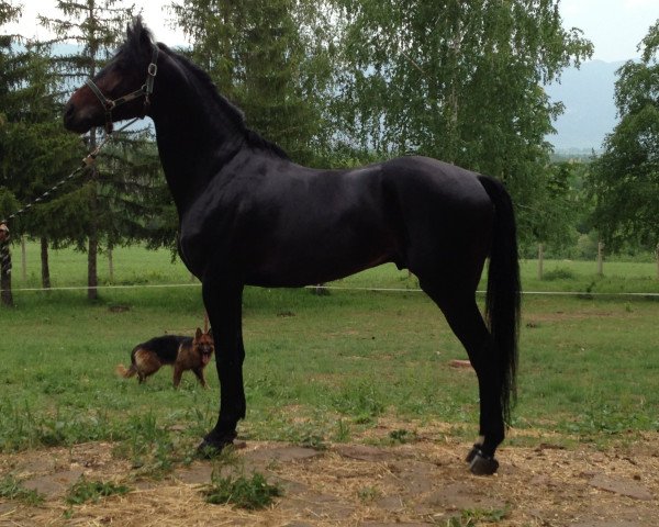 jumper Legion (Bulgarian Warmblood, 2008, from Limnos)
