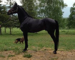 Springpferd Legion (Bulgarisches Warmblut, 2008, von Limnos)