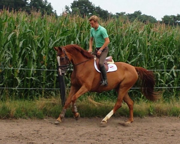 broodmare Resonanz 42 (Oldenburg, 2006, from Rohdiamant)