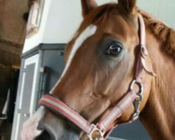 dressage horse Deleila (Belgian Warmblood, 2005, from Deinhard B)