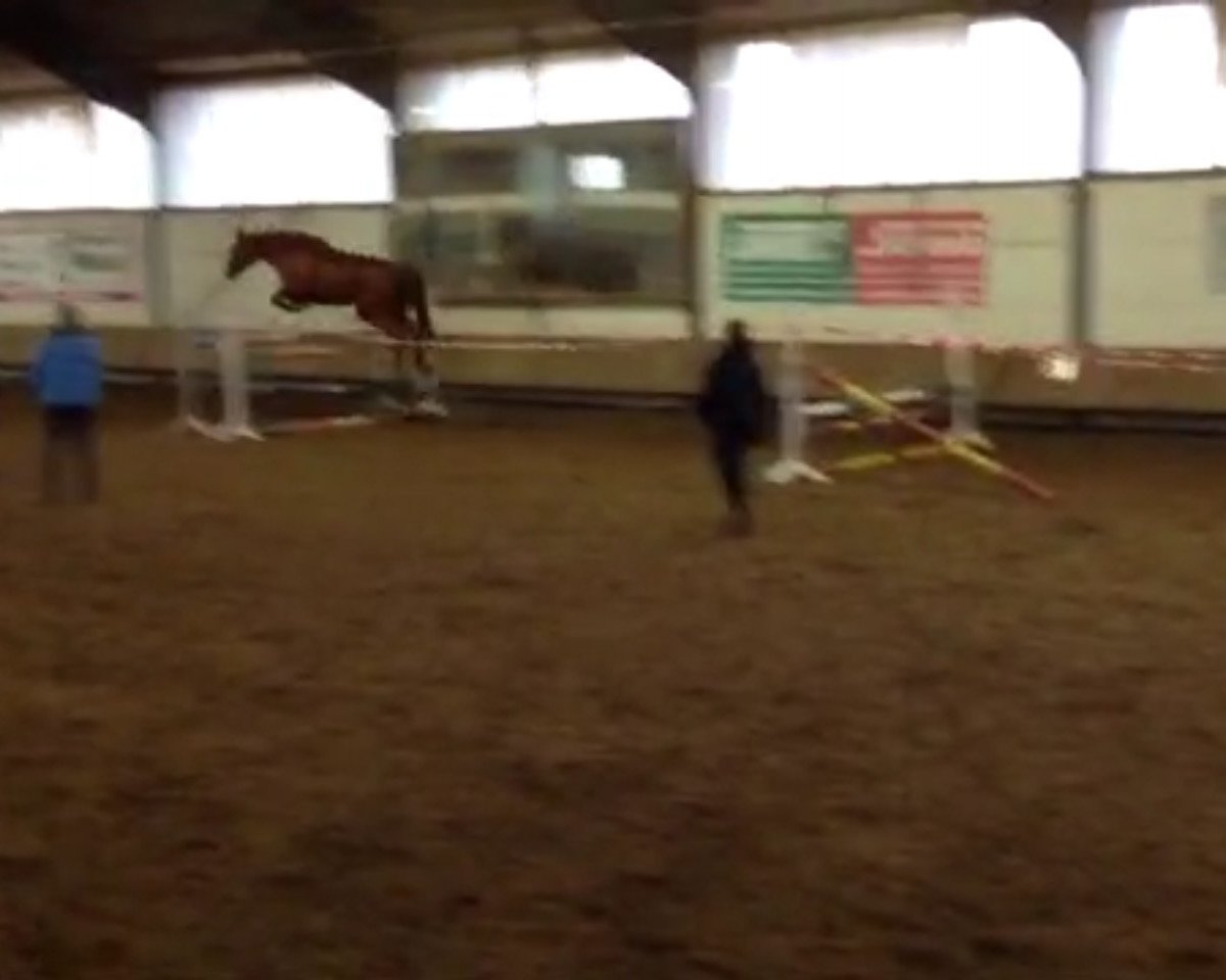 dressage horse Kinetic 2 (Hessian Warmblood, 2003, from Korsar II)