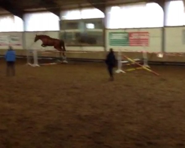 dressage horse Kinetic 2 (Hessian Warmblood, 2003, from Korsar II)
