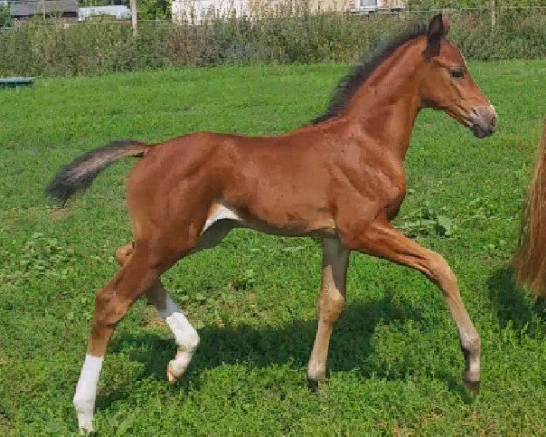 broodmare Rock'n Rose JK (German Sport Horse, 2015, from Rock For You)