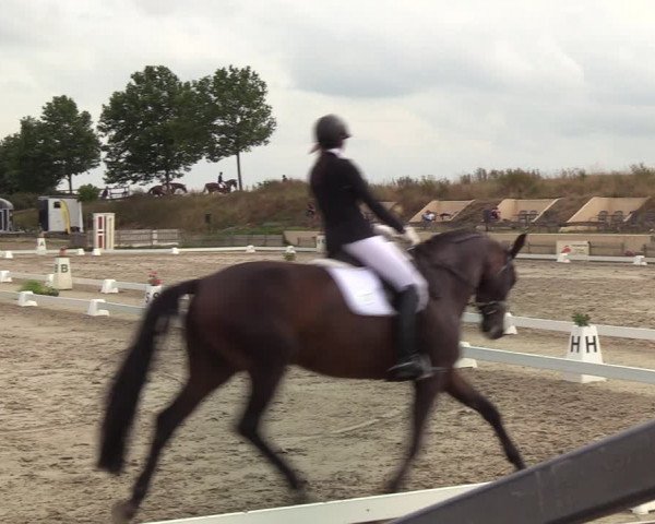 Reitturnier Schülp / Rendsburg 2020