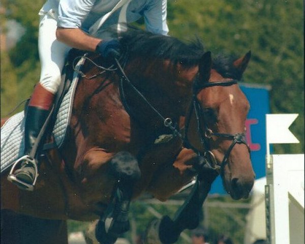 horse Caruso de Maibelle (Holsteiner, 1998, from Corrado I)