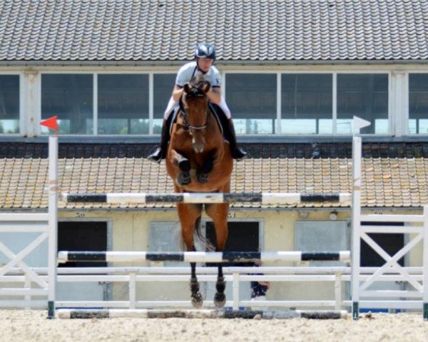 Broodmare Anne Lynn (KWPN (Dutch Warmblood), 2005, from Numero Uno)