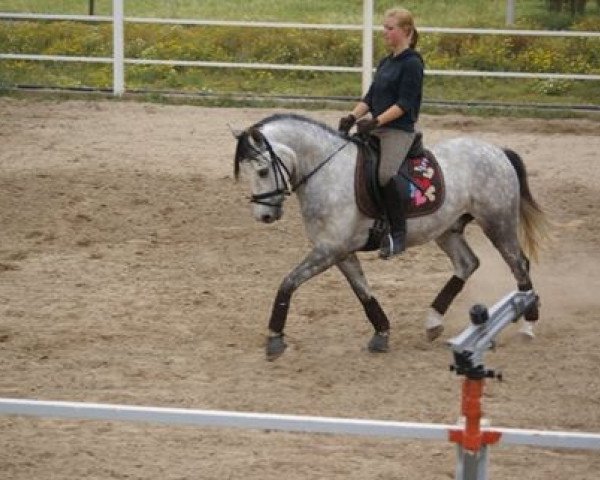 Dressurpferd Desperado Joe (Deutsches Reitpony, 2006, von Dein Freund)