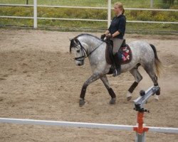 dressage horse Desperado Joe (German Riding Pony, 2006, from Dein Freund)