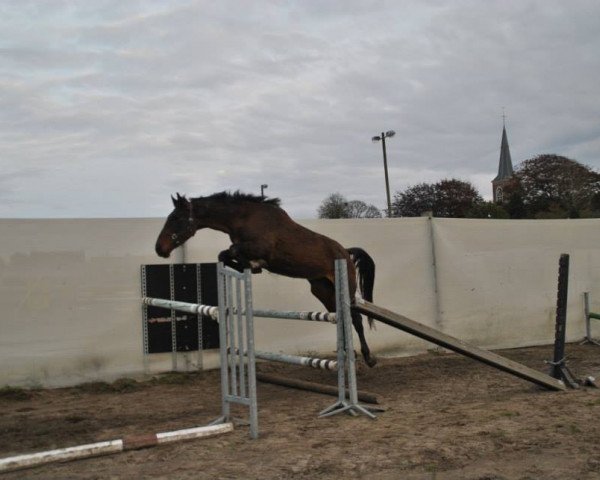 Pferd King de Maibelle (Belgisches Warmblut, 2010, von Andiamo) Pferd King de Maibelle (Belgisches Warmblut, 2010, von Andiamo)