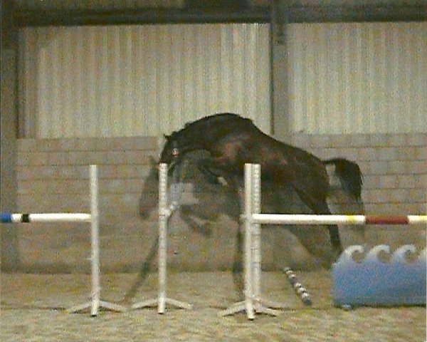 broodmare That's The One van het Bovenhoekshof (Belgium Sporthorse, 2003, from Gem of India)