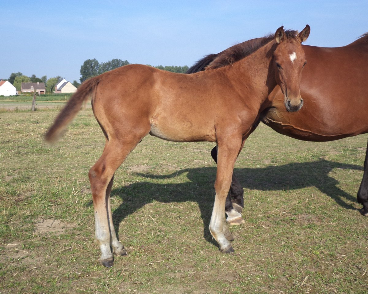 Pferd Pythagoras de Maibelle (Belgisches Warmblut, 2015, von Zazu)
