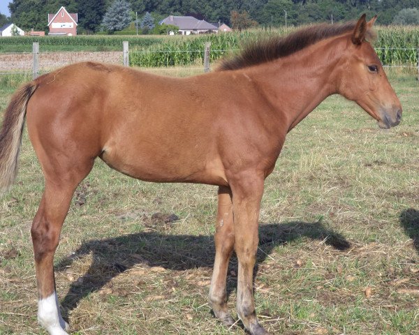 horse P1 de Maibelle (Belgian Warmblood, 2015, from Cumthago C)