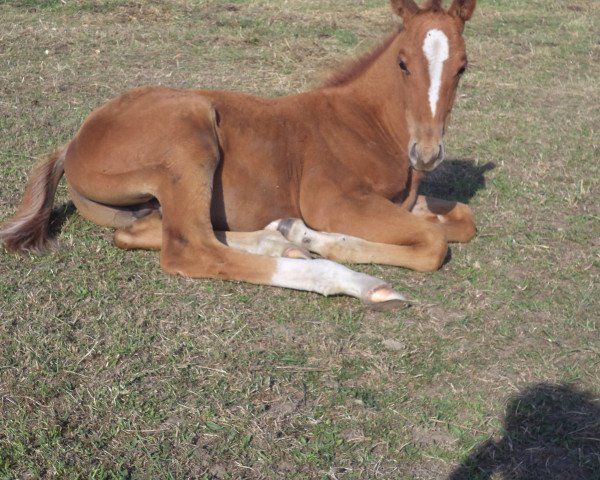 horse Picasso de Maibelle (Belgian Warmblood,  , from Zazu)