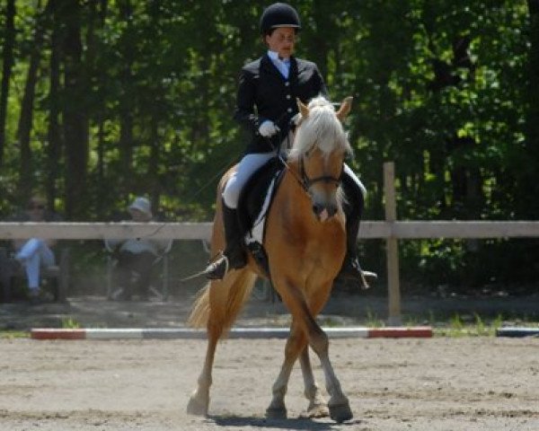stallion Styleschütz (Haflinger,  , from liz. 201/T Standschütz)
