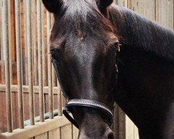 broodmare Lady (Hanoverian, 2004, from Don Frederico)