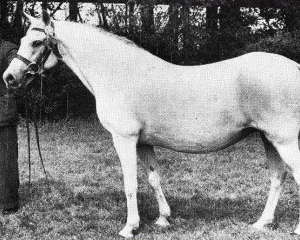 broodmare Dolly Grey IX (New Forest Pony, 1942, from Brookside Firelight)