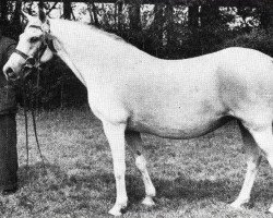 broodmare Dolly Grey IX (New Forest Pony, 1942, from Brookside Firelight)