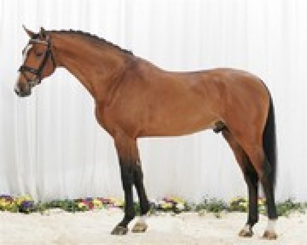 Deckhengst Carmargue (Holsteiner, 2003, von Cassini II)
