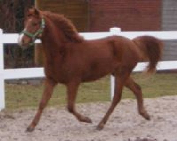horse Bürgerhoffs Ennie (German Riding Pony, 2009, from Heidbergs Nancho Nova)