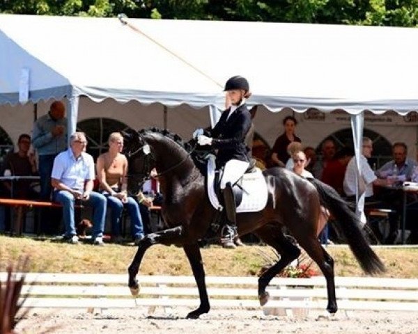 Dressurpferd Marrakesch 35 (Deutsches Sportpferd, 2012, von E.H. Millennium)