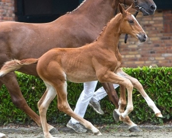 horse Kinerma F (KWPN (Royal Dutch Sporthorse), 2015, from Cidane)