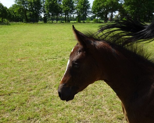 jumper Know Me F (KWPN (Royal Dutch Sporthorse), 2015, from Air Jordan Z)