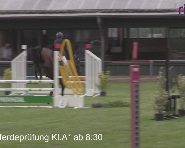 Hippisch Toernooi Heiden 2020