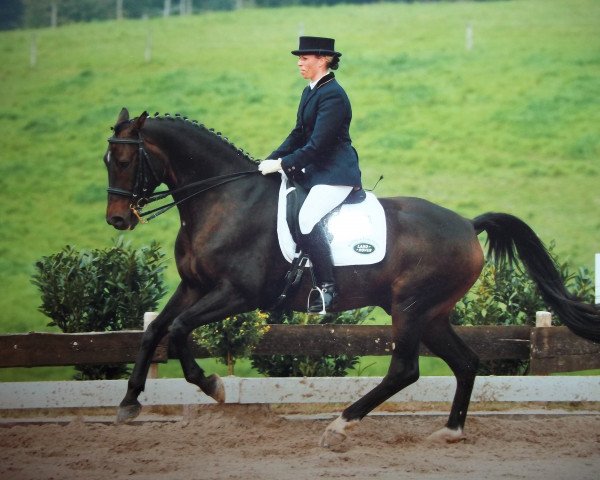 dressage horse Gatwick (Trakehner, 1997, from Scharahnanduc)