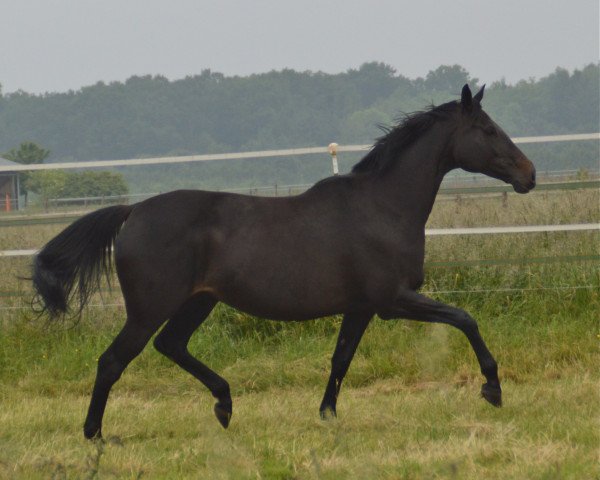 broodmare Naika xx (Thoroughbred, 2004, from Protektor xx)