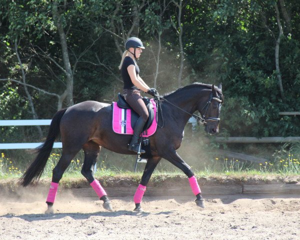broodmare American Dream (Trakehner, 2007, from Axis TSF) broodmare American Dream (Trakehner, 2007, from Axis TSF)