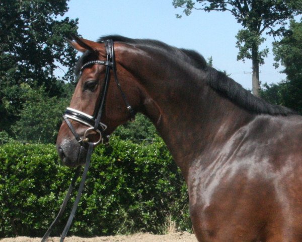 horse Daily Pleasure 20 (Hanoverian, 2012, from Dannebrog)