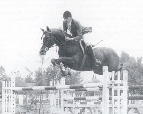 stallion Laudanum xx (Thoroughbred, 1967, from Boran xx) stallion Laudanum xx (Thoroughbred, 1967, from Boran xx)