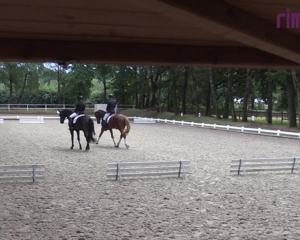 Reitturnier Heiden 2020