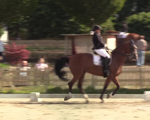 Reitturnier Schülp / Rendsburg 2020