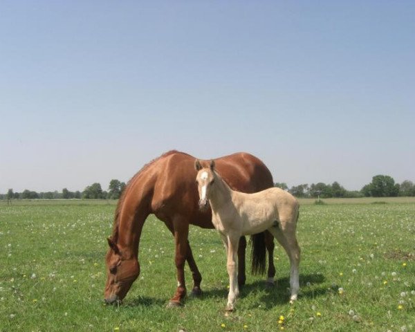 dressage horse Dynamite Deluxe 5 (German Riding Pony, 2008, from Darling)