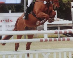 Springpferd Apahatschi (Deutsches Reitpferd, 2000, von Aquilino)