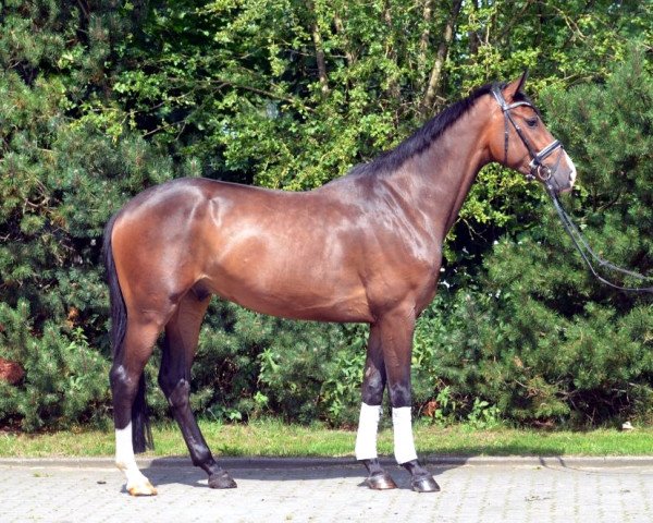 horse Nymph (Hanoverian, 2011, from Fürst Nymphenburg)