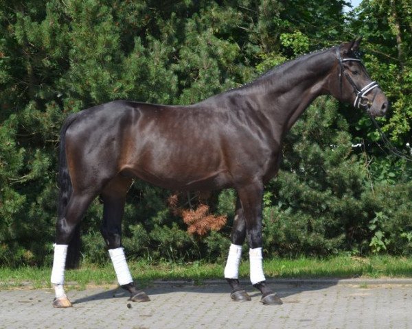 horse Bels (Hanoverian, 2011, from Belstaff)