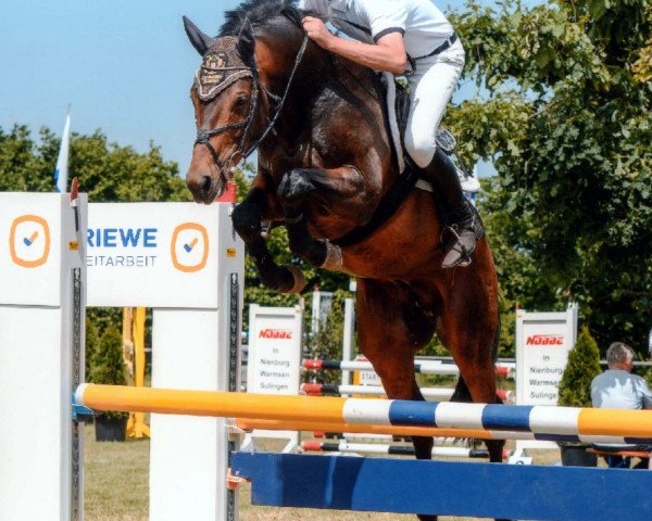 jumper Quillip (Oldenburg show jumper, 2008, from Quality 9)