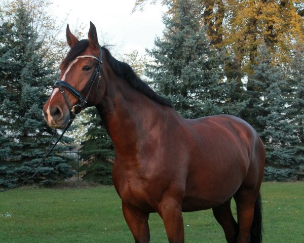 Pferd Fanny 747 (Holsteiner, 2013, von Centurion)