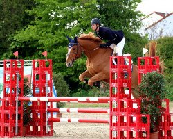 jumper Arko's Adventure (Zangersheide riding horse, 2010, from Arko III)