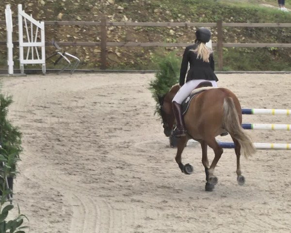 Reitturnier Bübinger Hof 2020