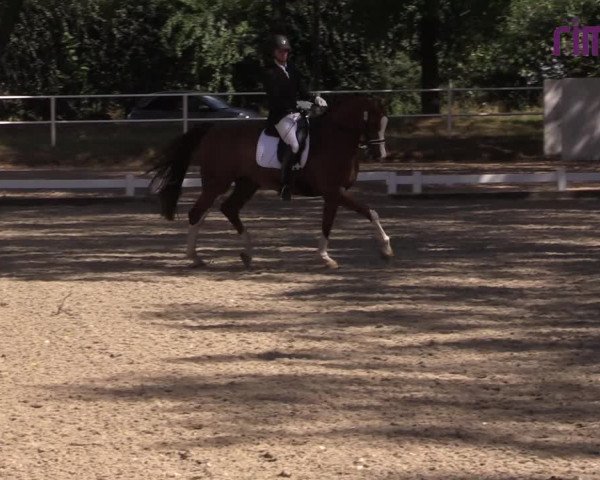 Reitturnier Heiden 2020